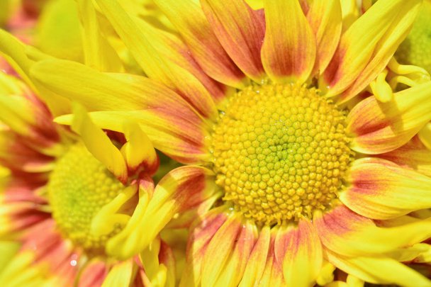 Όμορφα λουλούδια Close Up χρυσάνθεμα - Φωτογραφία, εικόνα