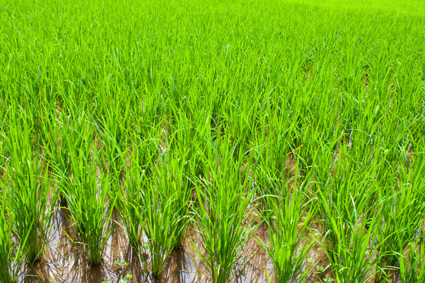 Young rice sprout in field rice - Photo, Image