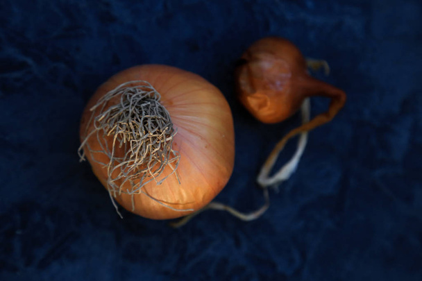 three fresh onions on rustic dark wood - Фото, зображення