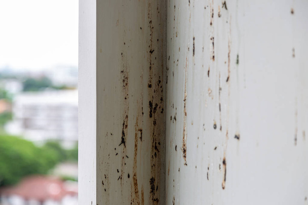 Vögel oder Tauben verschmutzen Wände, indem sie viele Fäkalien fallen lassen, wenn der Besitzer einer Eigentumswohnung nicht lange im Zimmer bleibt. Es hat Krankheitserreger und manche Menschen können Kryptokokken von Steintauben bekommen - Foto, Bild