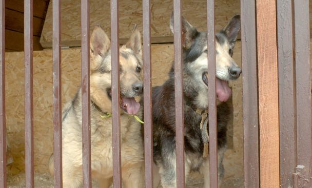 Две собаки в собачьем приюте ждут
 - Фото, изображение