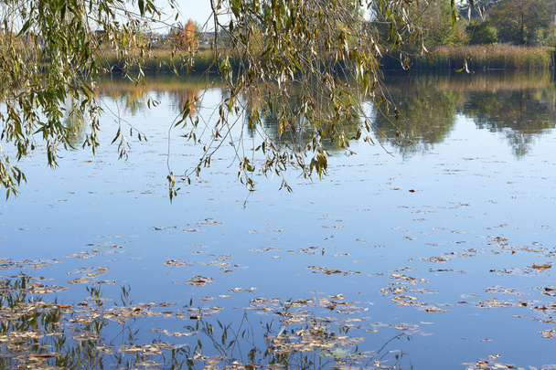 Beautiful autumn day on tranquil river with reed in foreground and forest in background  - Fotó, kép