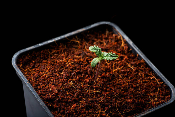 pěstování marihuany v hrnci pěstovací domácí lékařská konopí - Fotografie, Obrázek