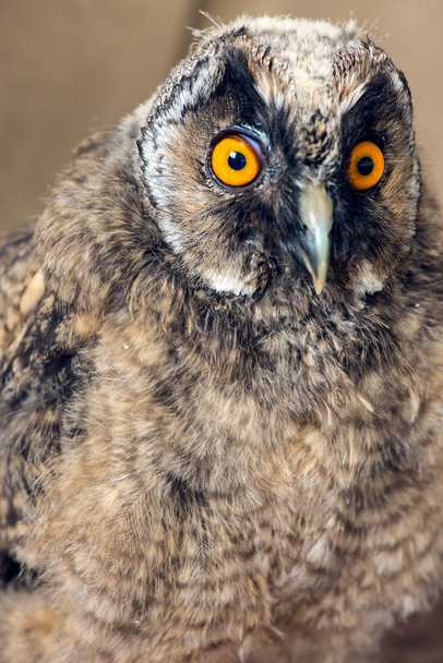 Portrait of young nestling or screech-owl  - Zdjęcie, obraz
