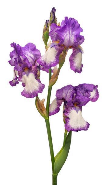 Mor buket iris çiçek beyaz arka plan üzerinde izole. Paskalya. - Fotoğraf, Görsel