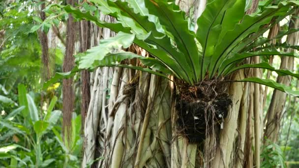 Gli uccelli felci nidificano sul banyan. Gli uccelli di felce lucenti nidificano con foglie verdi grandi che crescono su banyan. Varie piante tropicali che crescono nella foresta pluviale della giungla nella giornata di sole nella natura - Filmati, video