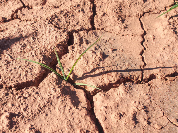 Kukuřičné pole zasažený tvrdým suchem v horkém létě - Fotografie, Obrázek