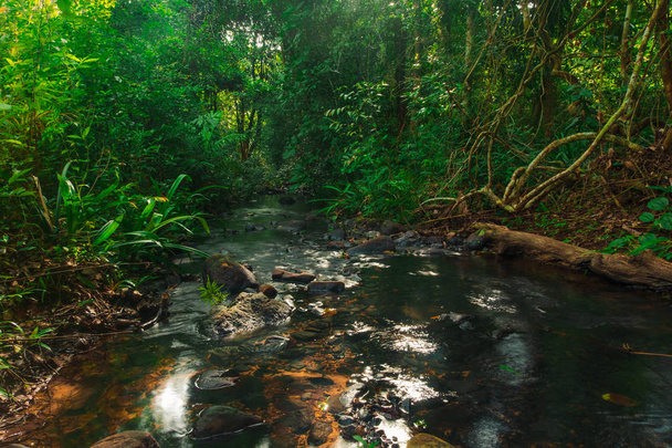 The beauty and freshness of the streams in the morning forest of Thailand, Phang Nga, Koh yao yai - Photo, image