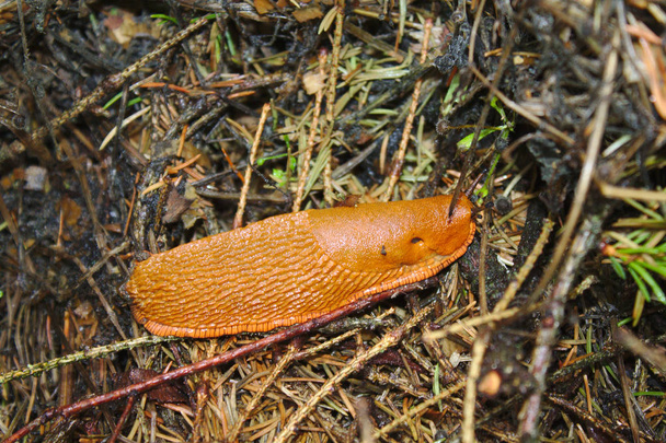 red slug in the forest - Photo, Image
