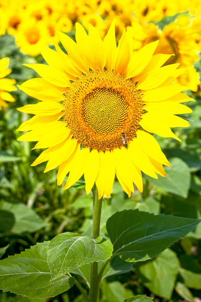 Auringonkukka luonnollinen tausta. Kaunis maisema keltainen auringonkukka sinistä taivasta vasten. Auringonkukkapelto, maatalous, sadonkorjuu käsite. Auringonkukansiemenet, kasviöljy - Valokuva, kuva