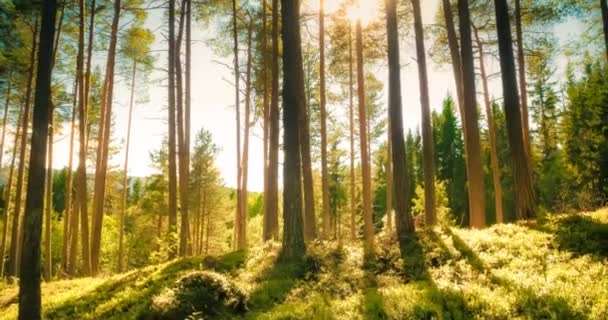 Heldere stralen van zonlicht schijnt door hoge groenblijvende dennenboom stengels op groene vegetatie van bosbessen struiken in een magisch en rustig bos een warme, zonnige zomerdag - Video