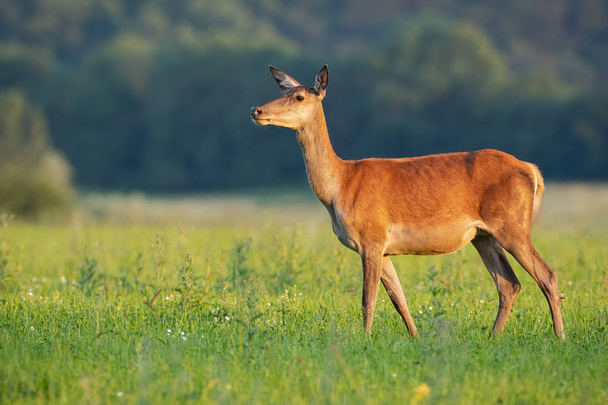日没時の夏の自然の中を見下ろす好奇心旺盛な赤い鹿の後ろ - 写真・画像