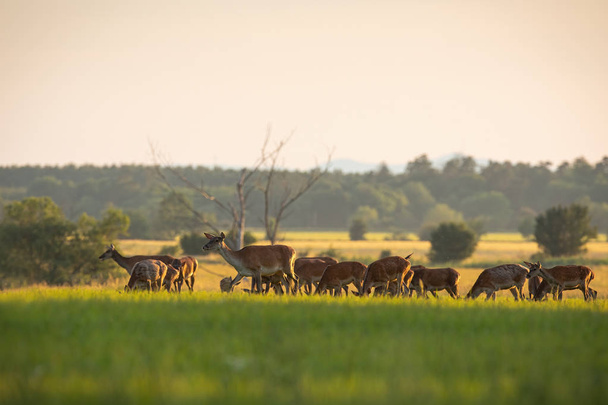 Многочисленное стадо красных оленей, пасущихся на свежей зеленой траве весной на закате
 - Фото, изображение
