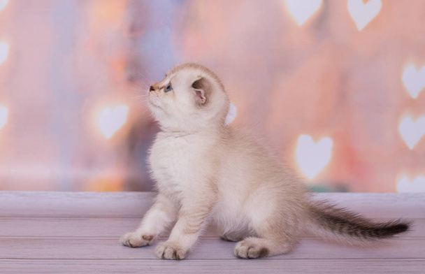 szkocki składany punkt koloru Kitten - Zdjęcie, obraz