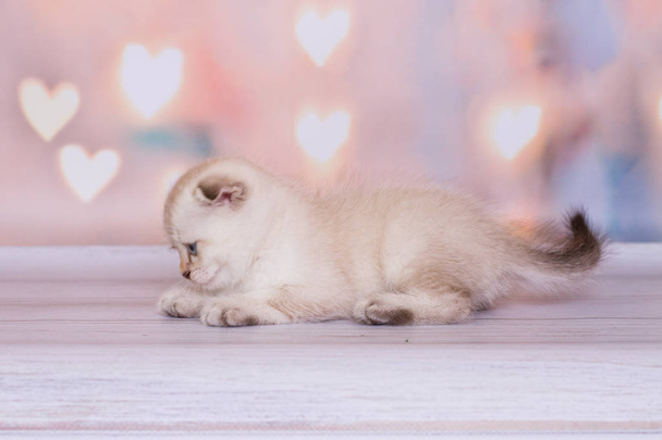 Σκοτσέζικο σημείο χρώματος γατάκι - Φωτογραφία, εικόνα