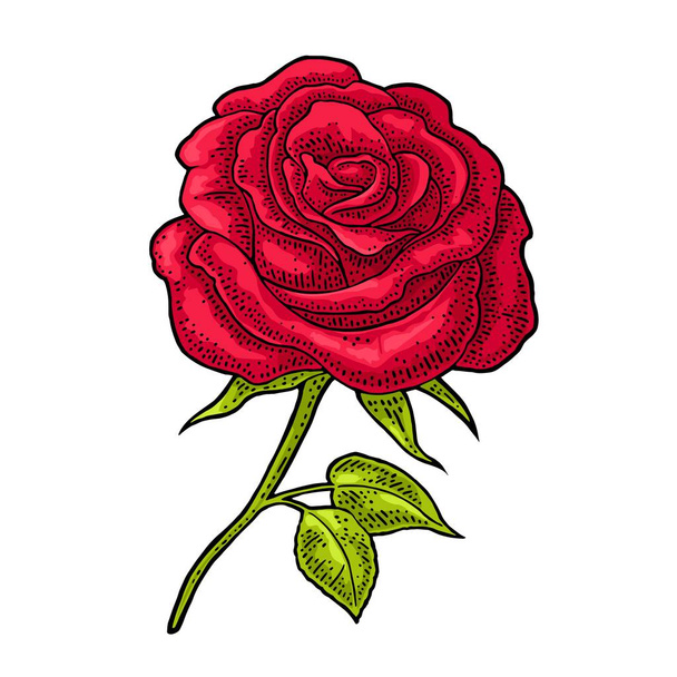 Rose flower with leaf. Color engraving vintage illustration on white - Vector, Imagen