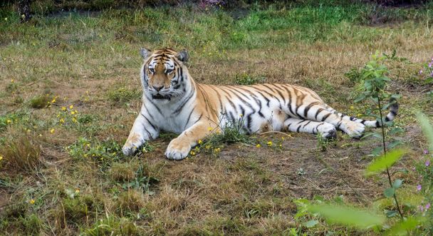 one tiger laying on the ground in a zoo - Photo, Image