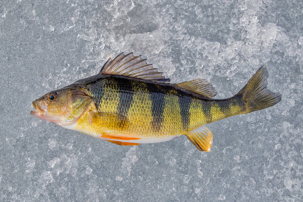 Freshwater yellow perch on ice - Photo, Image