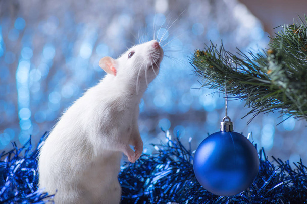 Happy New Year! Symbol of New Year 2020 - white or metal (silver) rat. Cute rat with Christmas decorated - Photo, Image