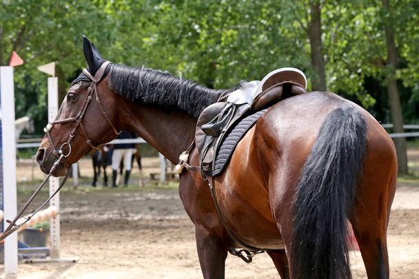 Closeup of a leather saddle for equestrian sport on horseback - Φωτογραφία, εικόνα