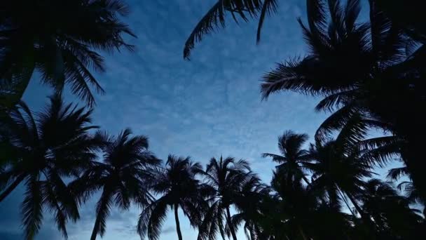 美しい夕日のヤシの木の4kシルエット - 映像、動画