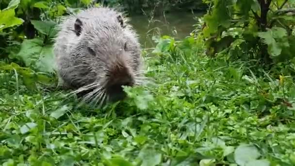 Coypu, nutria in the wild, sneaks on the grass - Footage, Video
