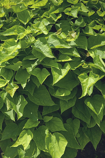 夏、季節、カタルパの木の緑の葉 - 写真・画像