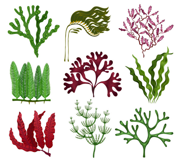 Seaweeds Flat Set - Vector, Image