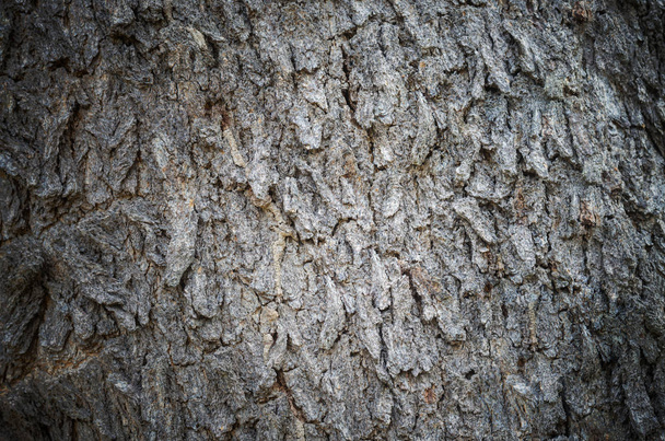 Tree trunk surface texture background - Фото, зображення