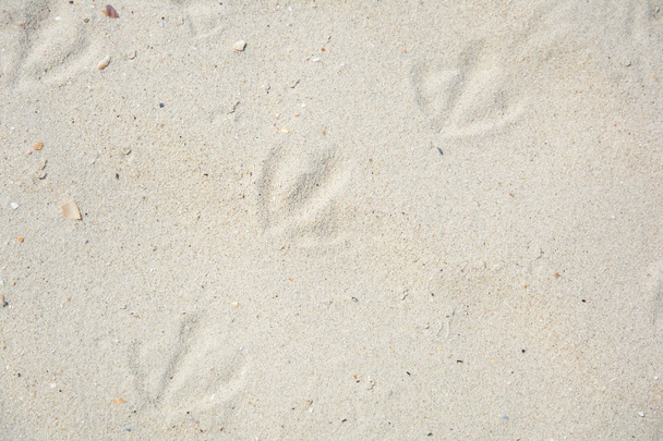 Пляжний пісок зі слідами чайок. Пляжний пісок на березі моря. Текстура природного піску з мушлями на пляжі
. - Фото, зображення