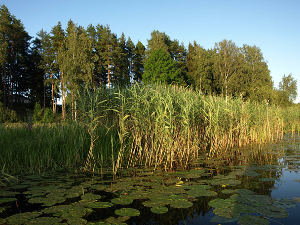 bela paisagem de verão com lago calmo, prados, floresta, céu azul e brilho
 - Foto, Imagem