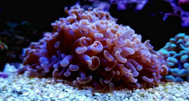Euphyllia martello corallo in primo piano girato in vasca acquario marino
 - Foto, immagini
