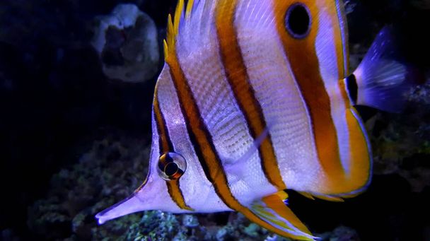 Copperband butterfyfish in closeup shot in fish aquarium - Photo, Image