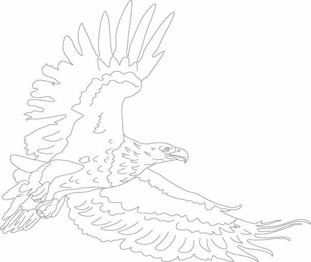vector graphics flying bird of prey - eagle - Vector, imagen