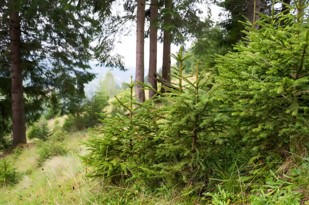 Young fir trees in the forest. Small plants - Photo, Image