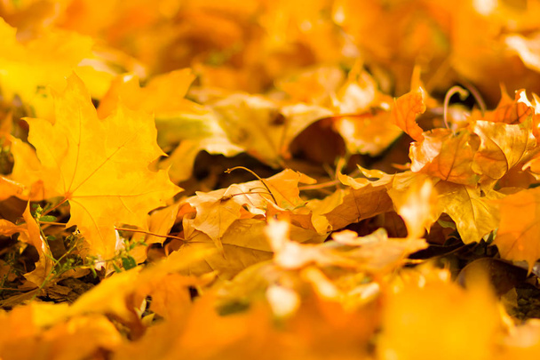 Yellow leaves on the ground. Autumn pattern with fallen leaves. Golden leaves in autumn park. Autumn loneliness. Blurred background - Zdjęcie, obraz