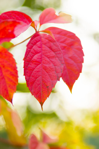 Colorful leaves of wild grapes on a blurred background. Autumn colored leaves in the sun. Background of yellow leaves. Copy space - Fotó, kép