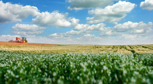 панорама через цветение гречихи и облачно небо с тракторным возделываемым полем
 - Фото, изображение