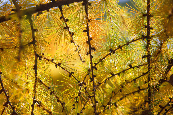 Yellow backlight needles of larch trees lit by the sun. Copy space place for text - Photo, Image
