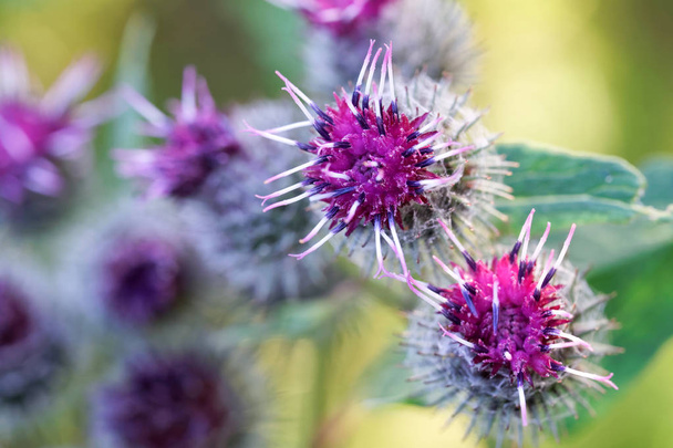 The inflorescences and flowers of burdock on a green background. - Photo, Image