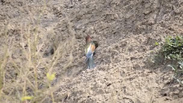 farbenfroher europäischer Bienenfresser oder Meropsapiaster in der Nähe des Nesteingangs, der hin und her wandert und den Küken Nahrung bringt - Filmmaterial, Video