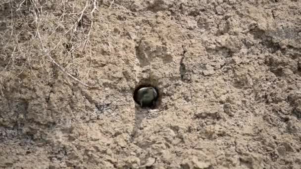Un mangeur d'abeilles ou un puceron Merops de couleur riche près de l'entrée du nid va-et-vient apportant de la nourriture aux poussins
 - Séquence, vidéo