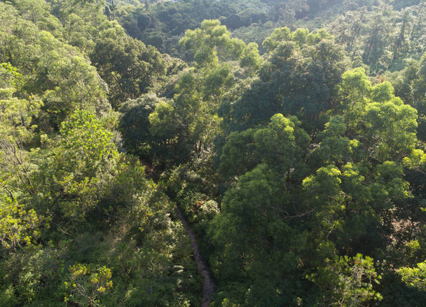 Aerial view of trail in mountains with green dense tropical rainforests in the sunrise - Foto, afbeelding