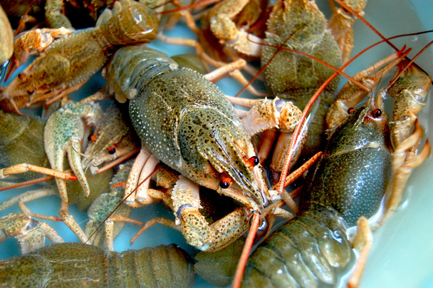 Crayfishs - Fotó, kép
