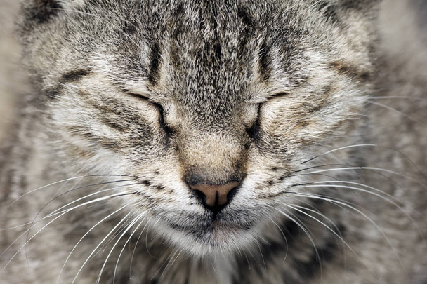 Sommeil chat tabby
 - Photo, image