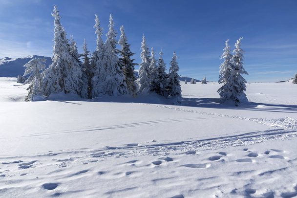 Winter landscape of Vitosha Mountain, Bulgaria - Foto, Imagem