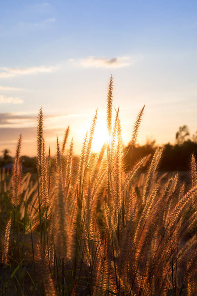Golden grass, sunset background.  - Photo, Image