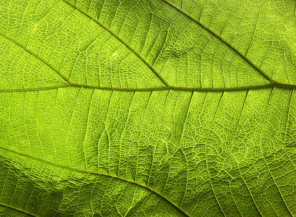 Абстрактная текстура зеленого листа для фона - Фото, изображение