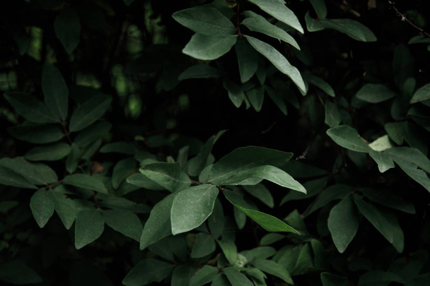 green leaf texture, dark green foliage nature background - Fotó, kép