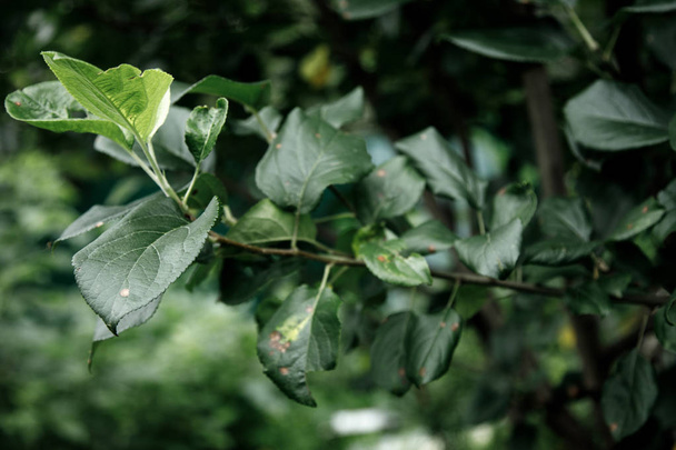 texture de feuille verte, fond nature feuillage vert foncé
 - Photo, image